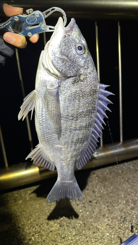 チヌの釣果