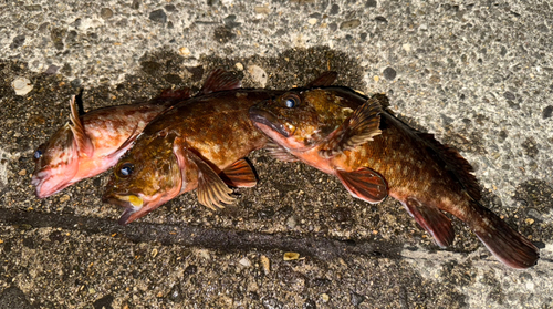 カサゴの釣果