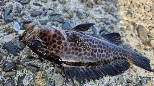 キジハタの釣果