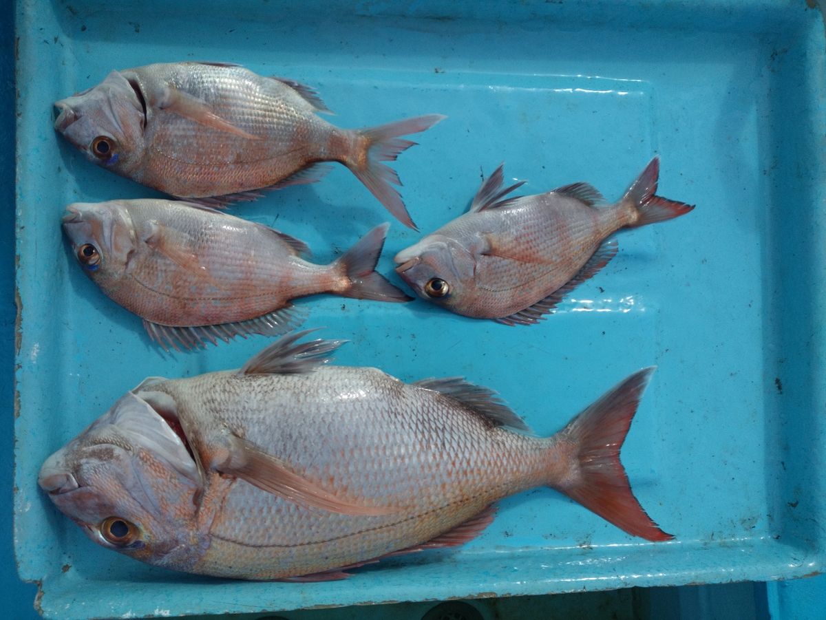 まぶ〜さんの釣果 1枚目の画像