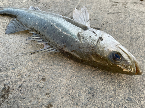 セイゴ（マルスズキ）の釣果