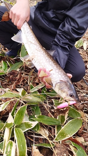 アメマスの釣果