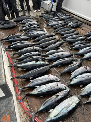 ビンチョウマグロの釣果