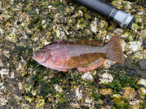 ベラの釣果