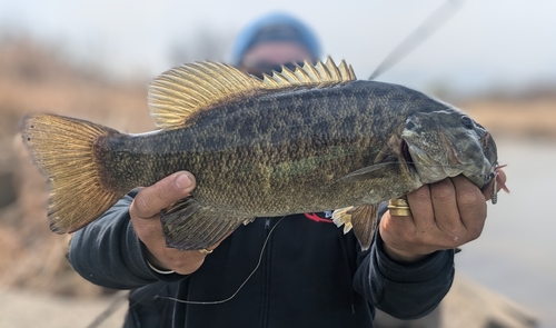 スモールマウスバスの釣果