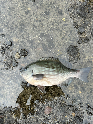 メジナの釣果