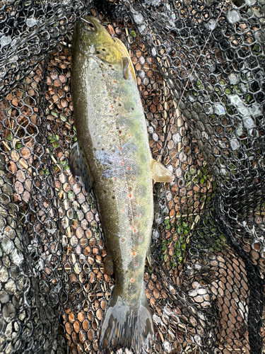 ブラウントラウトの釣果