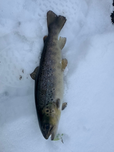 ブラウントラウトの釣果