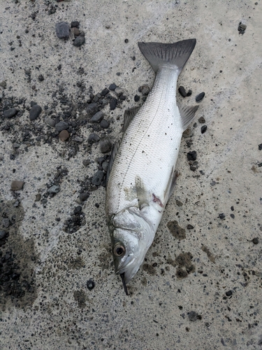 シーバスの釣果