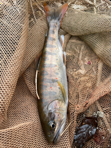 アマゴの釣果