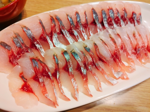 ボラの釣果