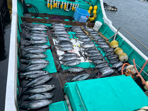 ビンチョウマグロの釣果