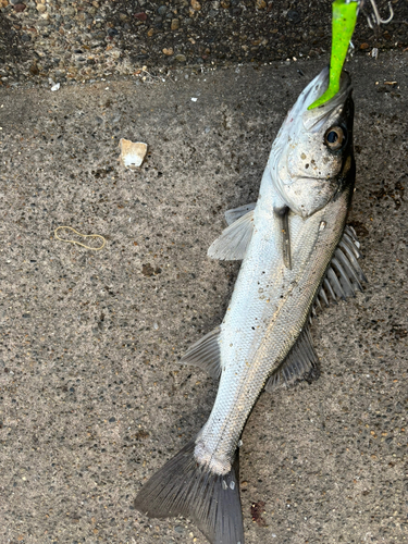 セイゴ（マルスズキ）の釣果