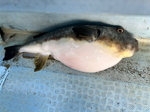 マフグの釣果