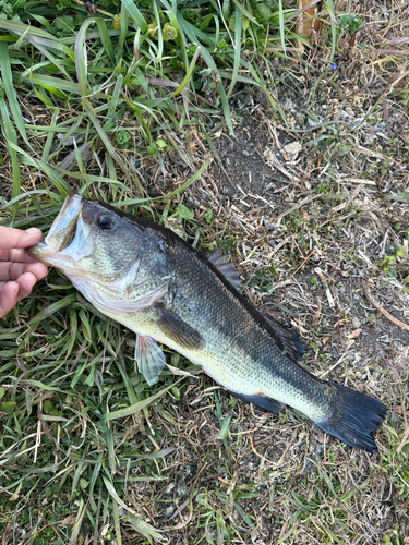 ラージマウスバスの釣果