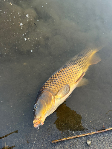 コイの釣果