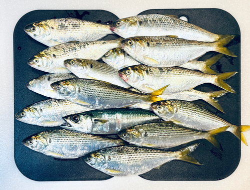 コノシロの釣果