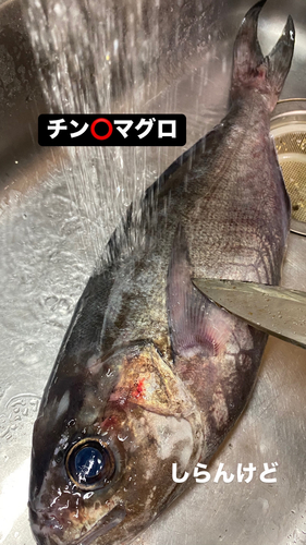 釣果