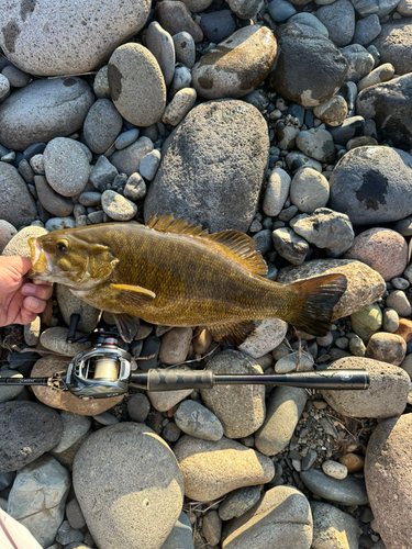 スモールマウスバスの釣果