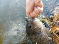 ティラピアの釣果