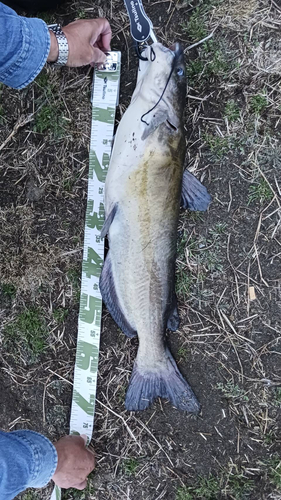 アメリカナマズの釣果