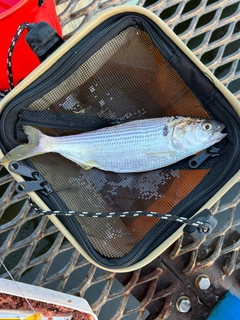 コノシロの釣果