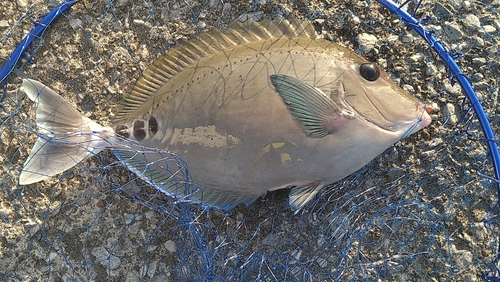 ニザダイの釣果