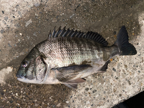 クロダイの釣果