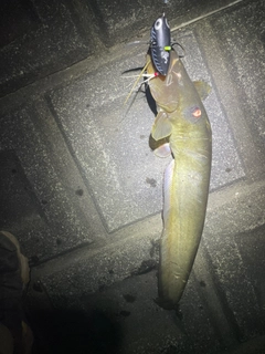 マナマズの釣果