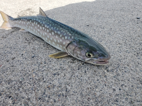 アイナメの釣果