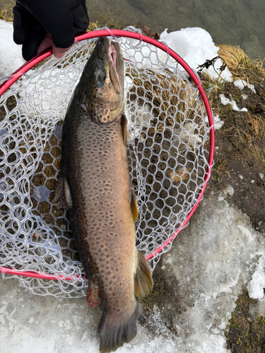 ブラウントラウトの釣果