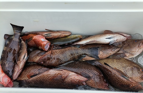 オオモンハタの釣果