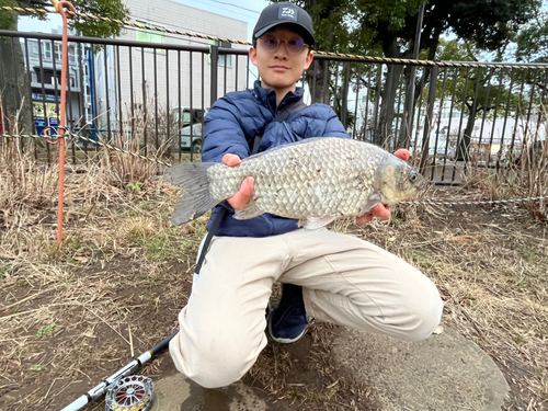 マブナの釣果