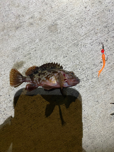 カサゴの釣果