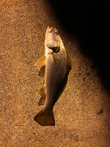 イシモチの釣果