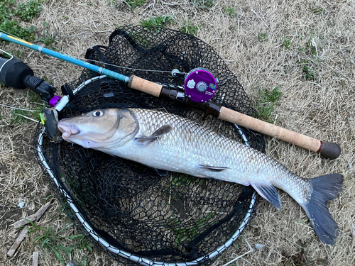 ニゴイの釣果