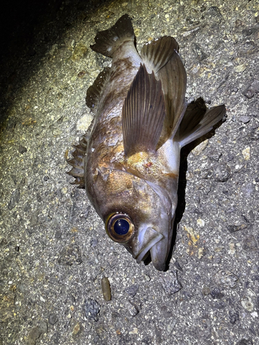 シロメバルの釣果