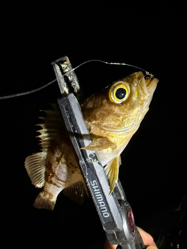 メバルの釣果