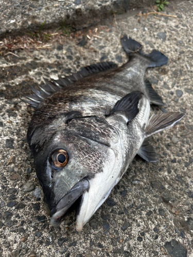 チヌの釣果