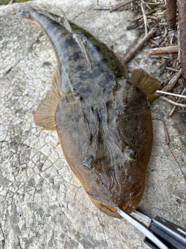 マゴチの釣果