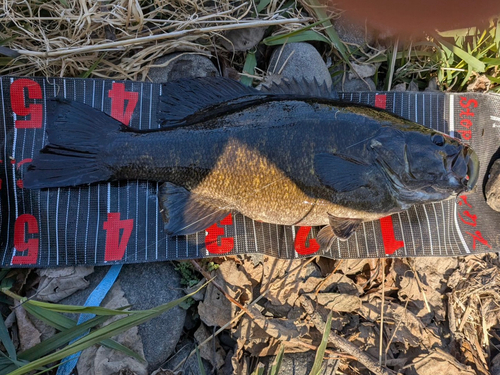 スモールマウスバスの釣果