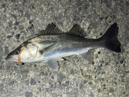 セイゴ（マルスズキ）の釣果