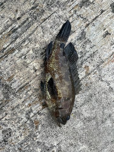 イシミーバイの釣果
