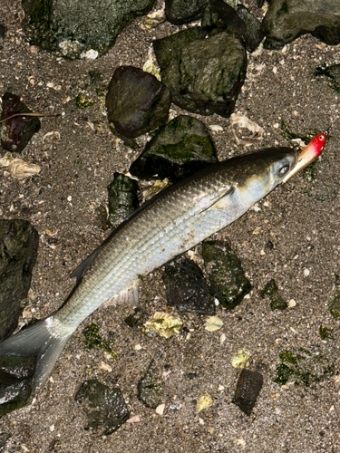 ボラの釣果