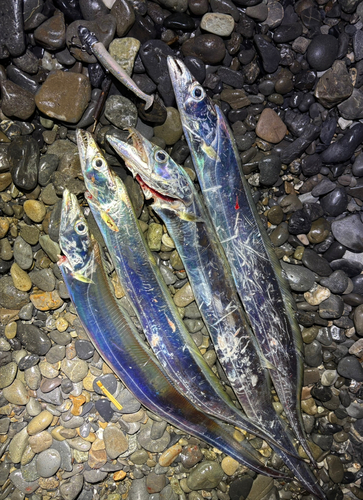 タチウオの釣果