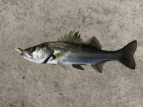 セイゴ（ヒラスズキ）の釣果