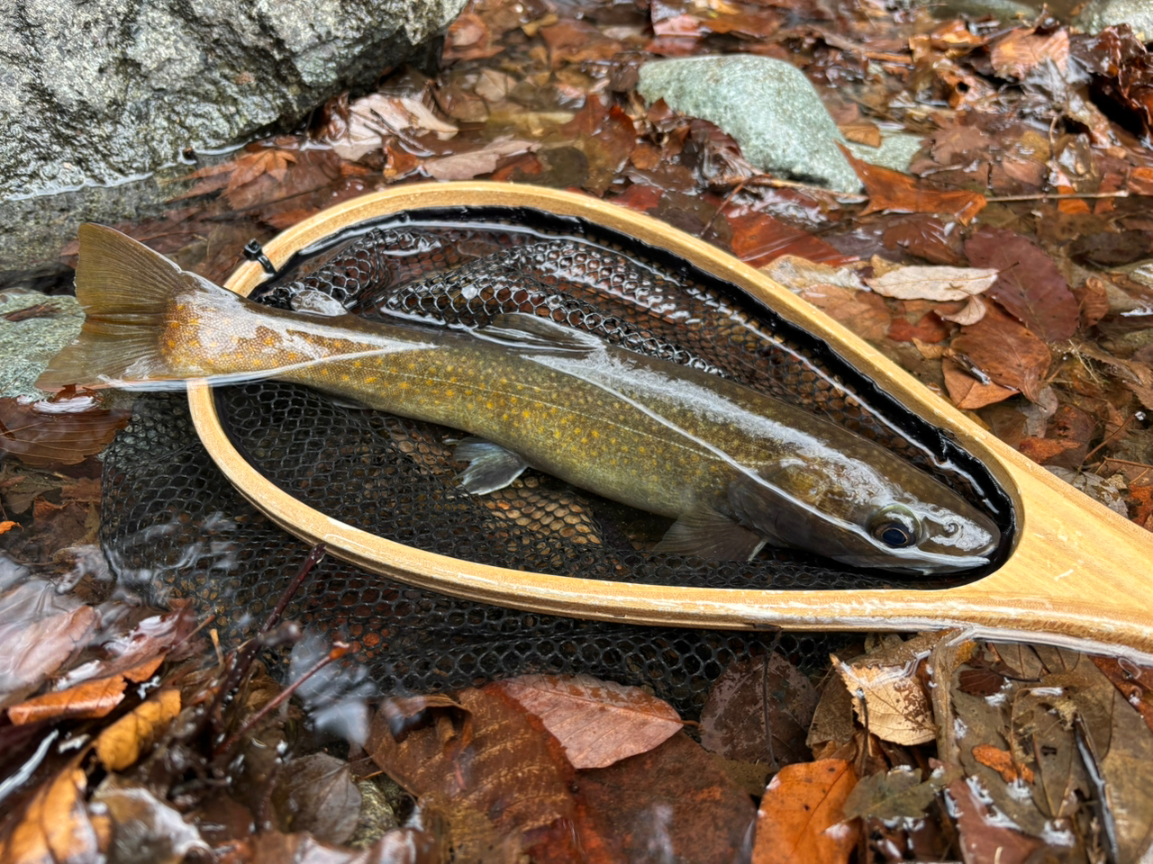 SHIMANO 21カーディフNX B43UL-4の最安値・インプレ・釣果 SHIMANO 21カーディフNX B43UL-4の最安値・インプレ・釣果