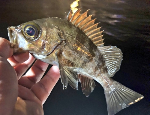 メバルの釣果