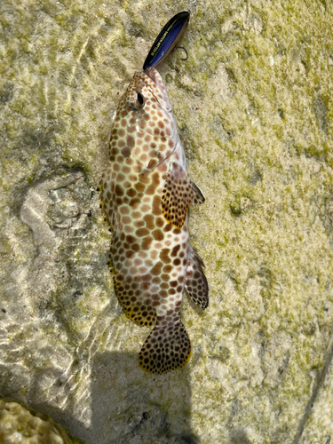 イシミーバイの釣果