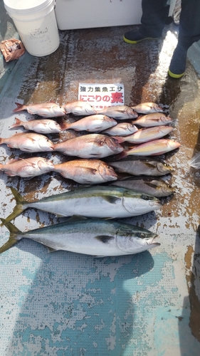 ブリの釣果